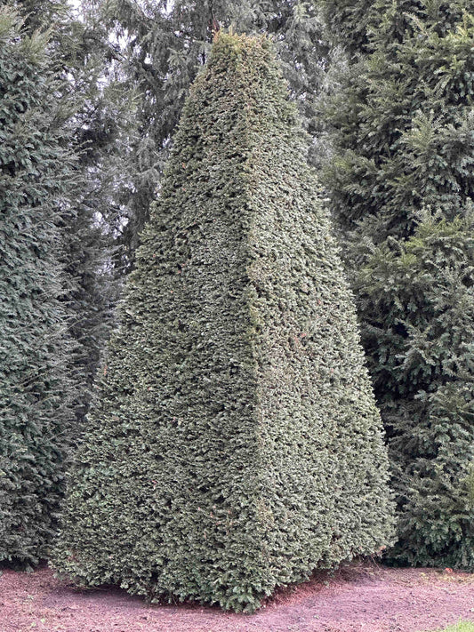TB TOPIARY #476