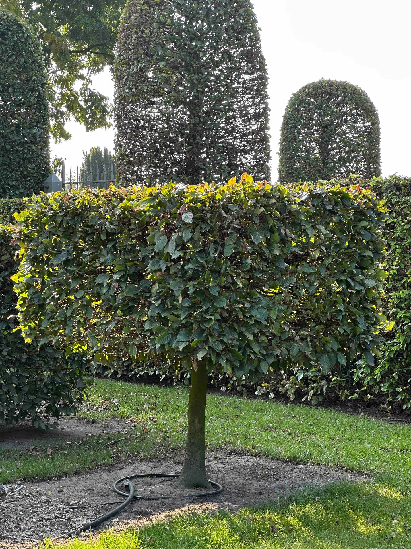 FS TOPIARY #016