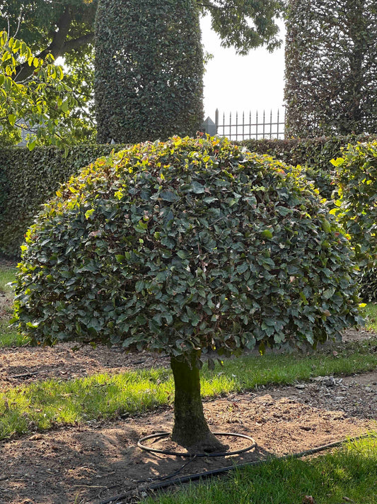 FS TOPIARY #015