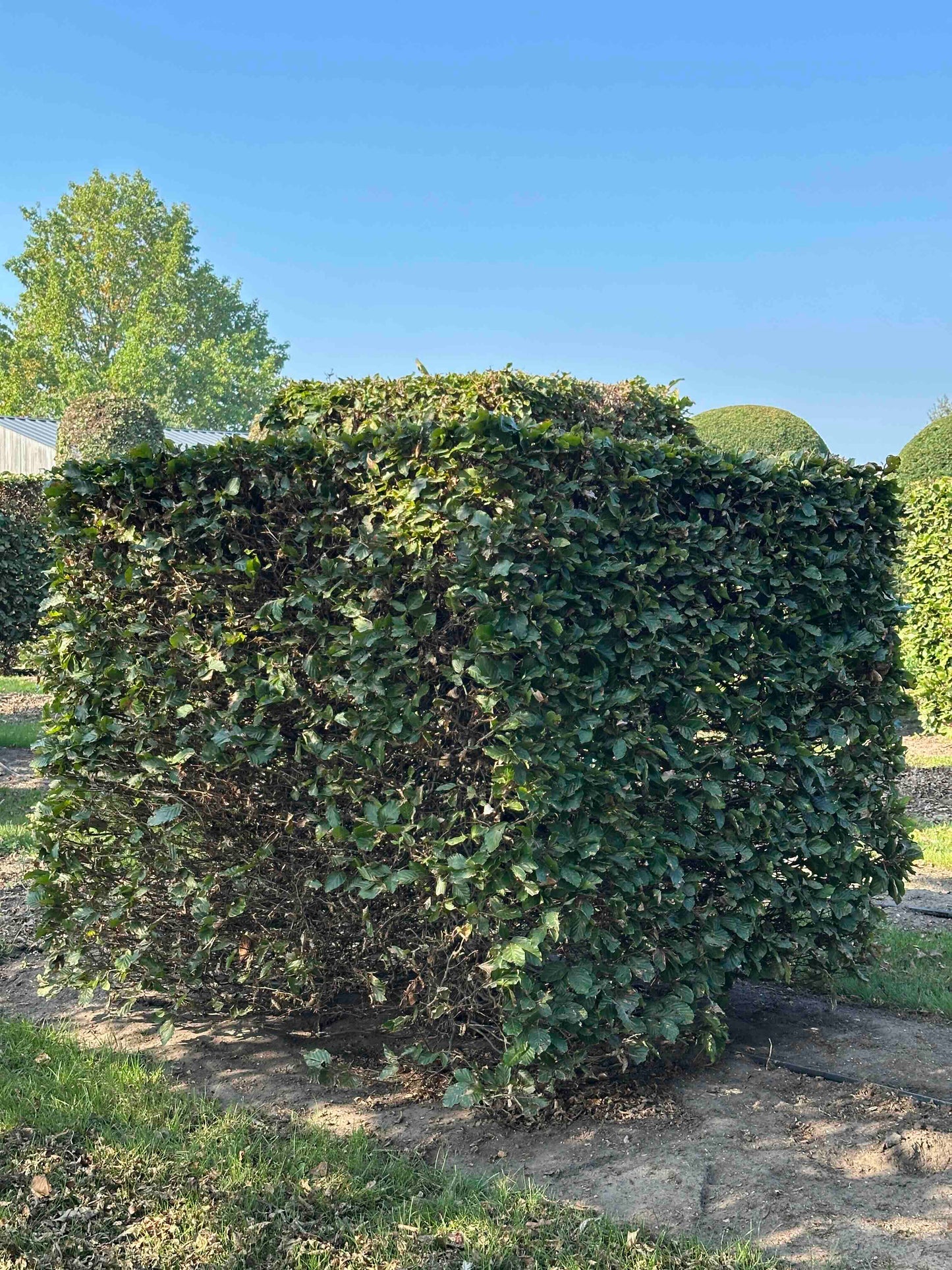 FS TOPIARY #007
