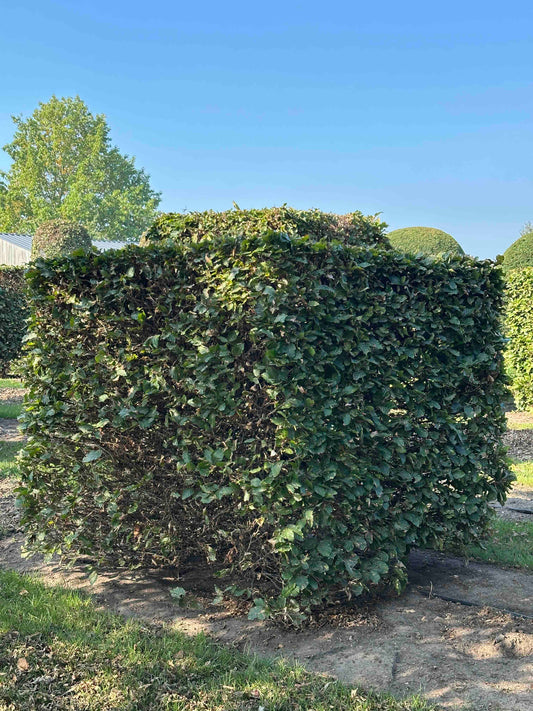 FS TOPIARY #007
