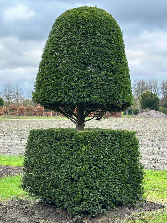 TB TOPIARY #395