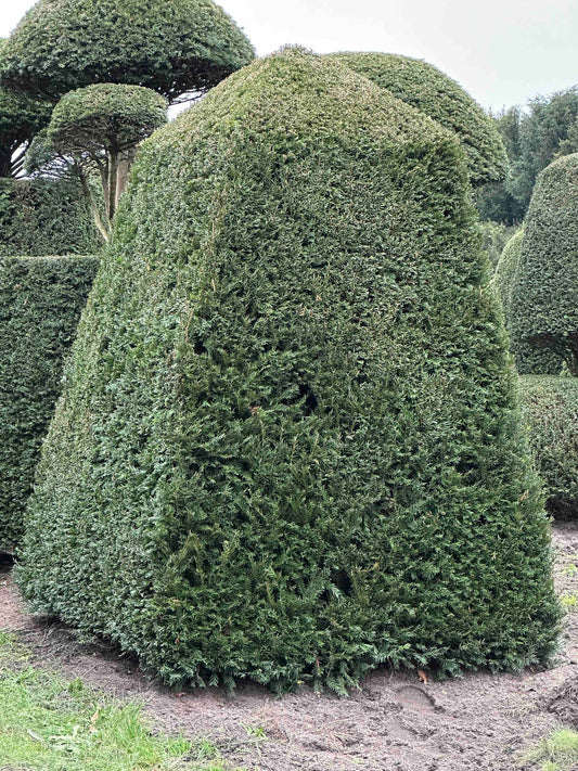 TB TOPIARY #143