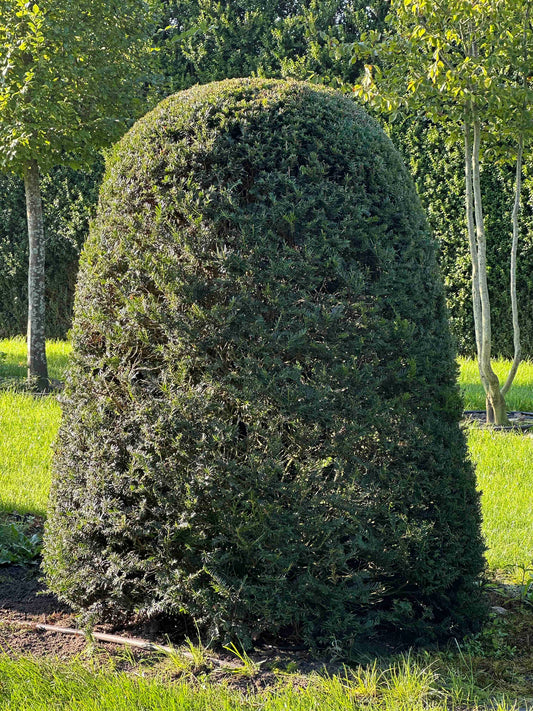 TB TOPIARY #67