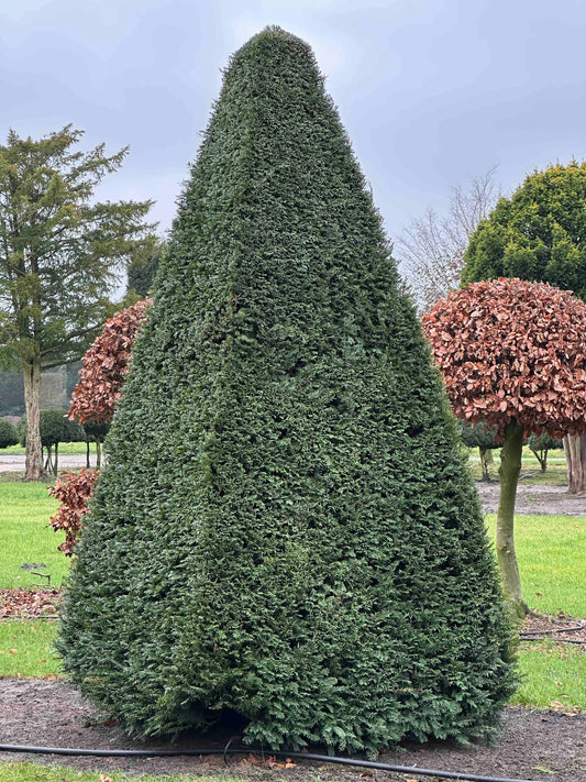 TB TOPIARY #262