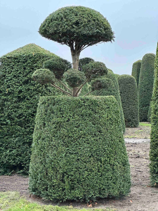 TB TOPIARY #111
