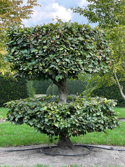 FS TOPIARY #247