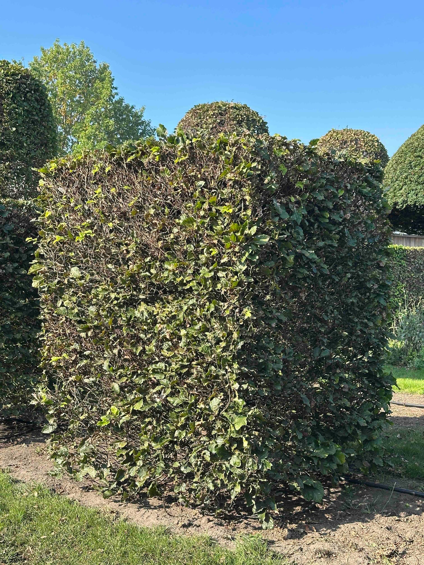 FS TOPIARY #018
