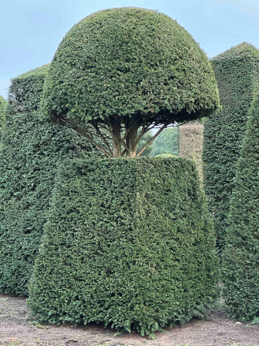 TB TOPIARY #183