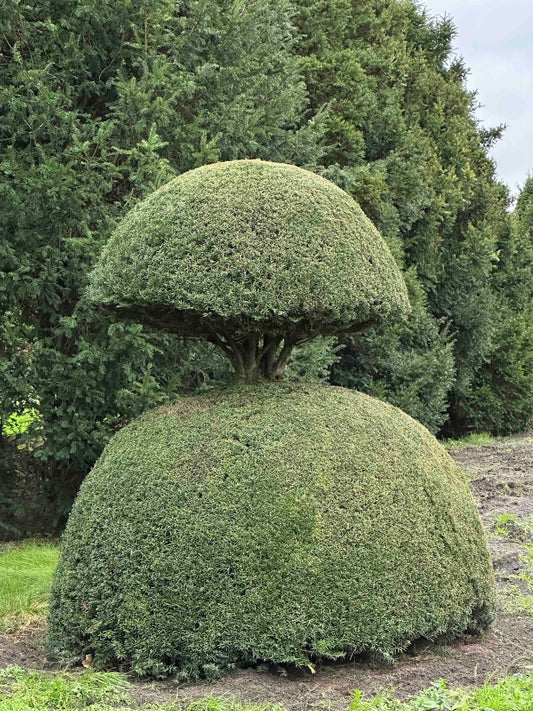 TB TOPIARY #396