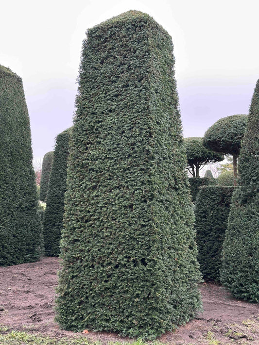 TB TOPIARY #153