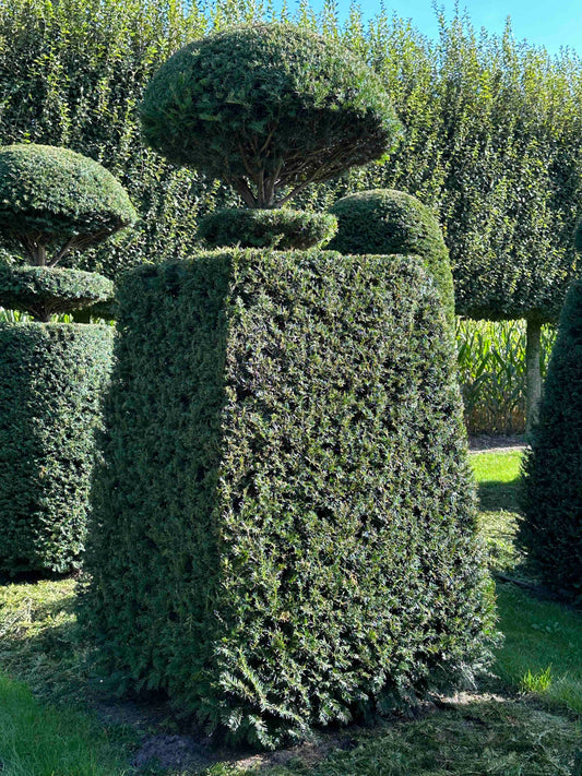 TB TOPIARY #027