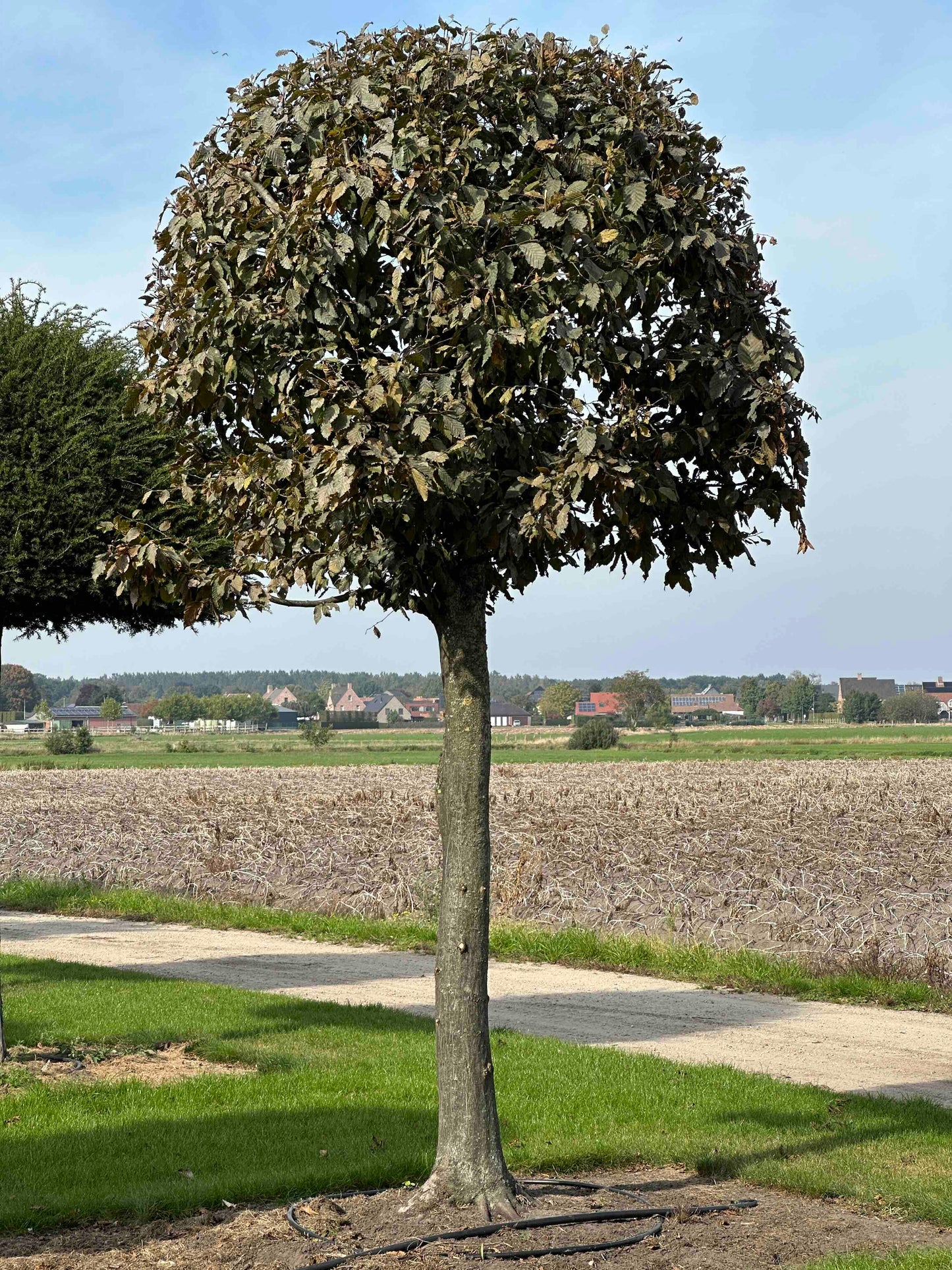 CB TOPIARY #116