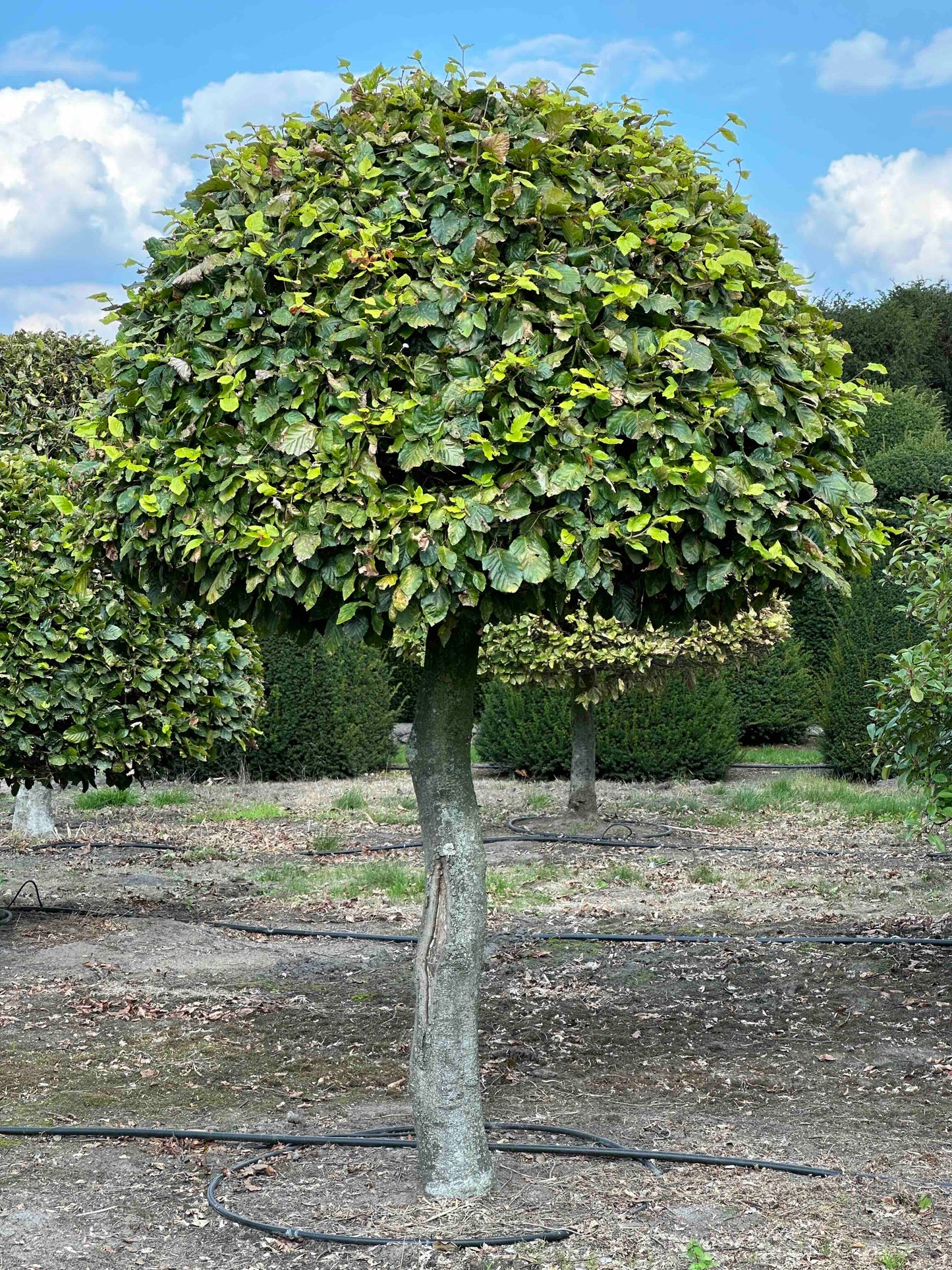 FS TOPIARY #182