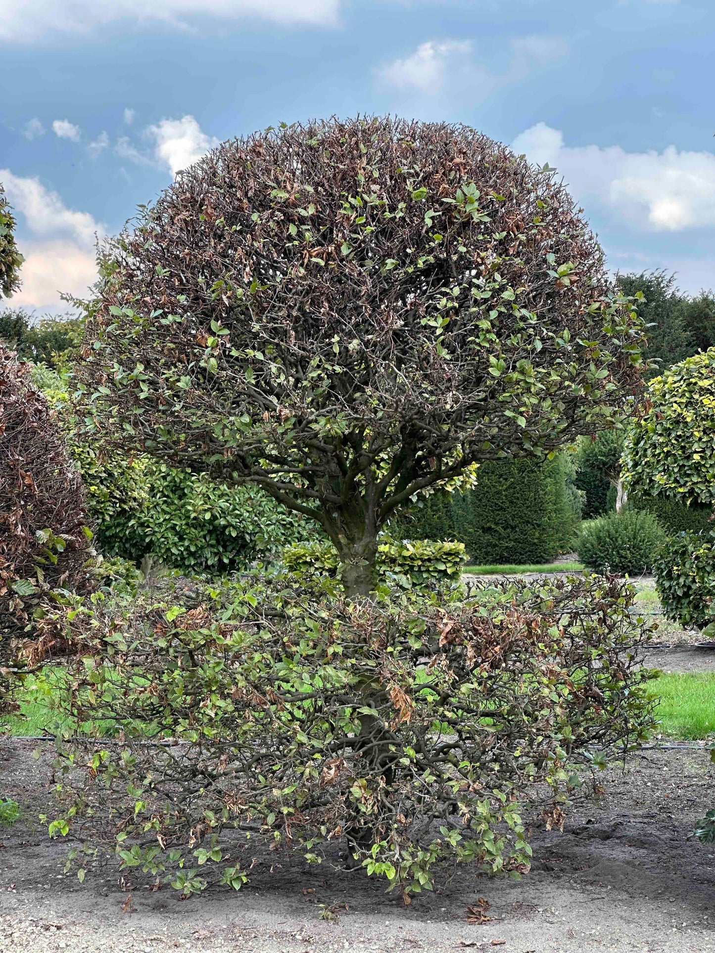 FS TOPIARY #137