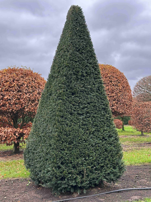 TB TOPIARY #367