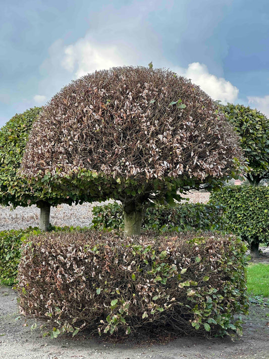 FS TOPIARY #149