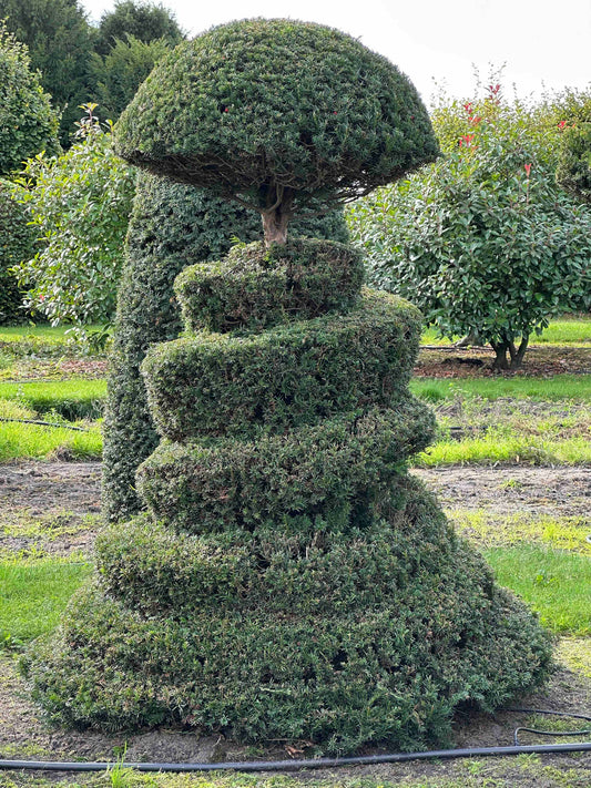 TB TOPIARY #320