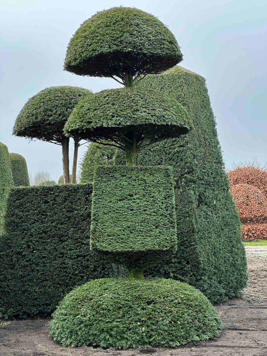 TB TOPIARY #173