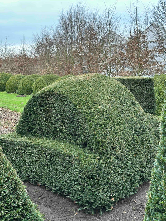 TB TOPIARY #427
