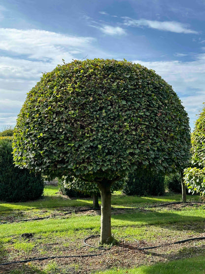 FS TOPIARY #233