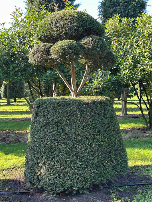 TB TOPIARY #77