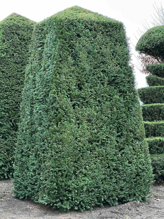 TB TOPIARY #188