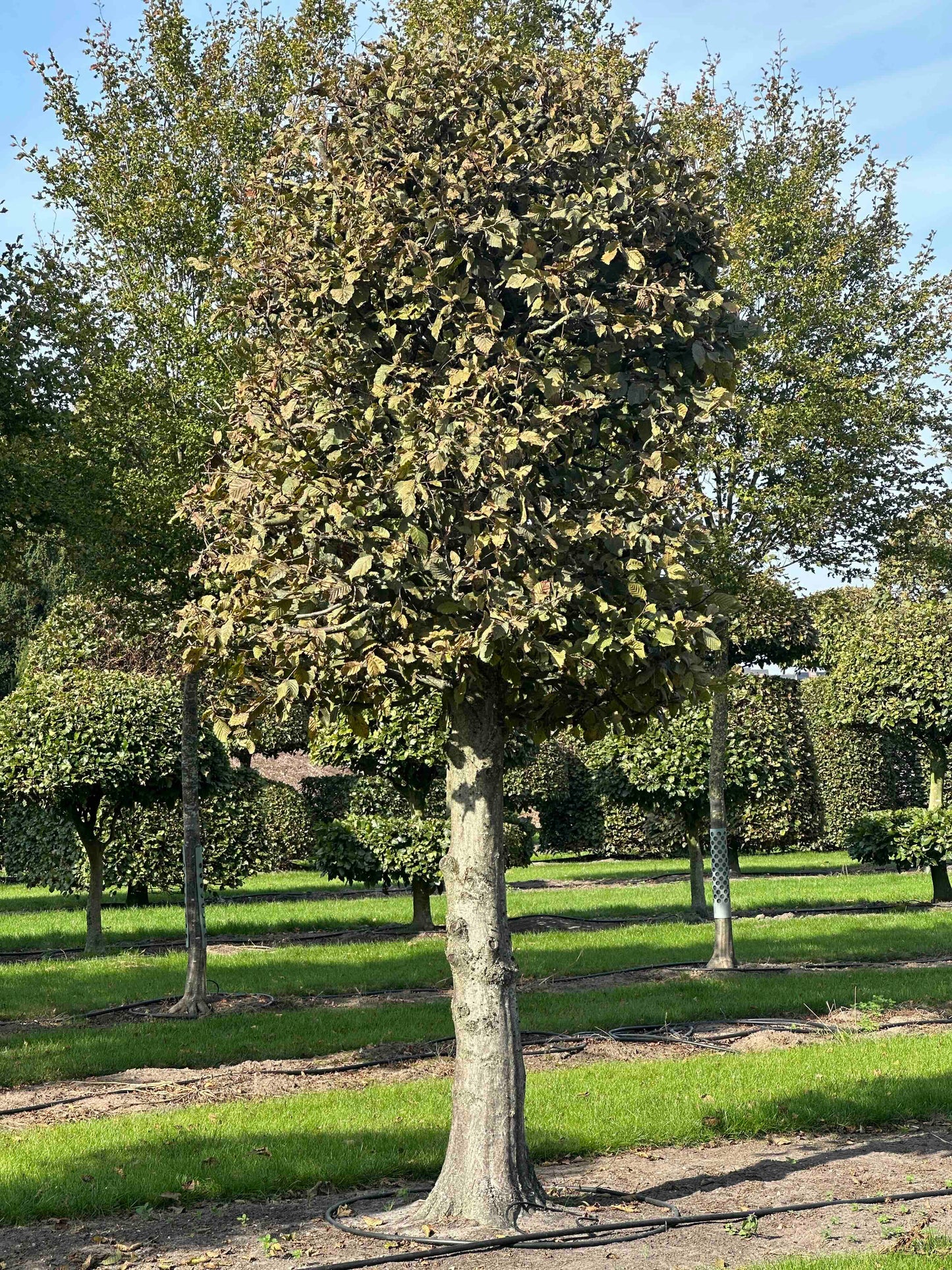 CB TOPIARY #135