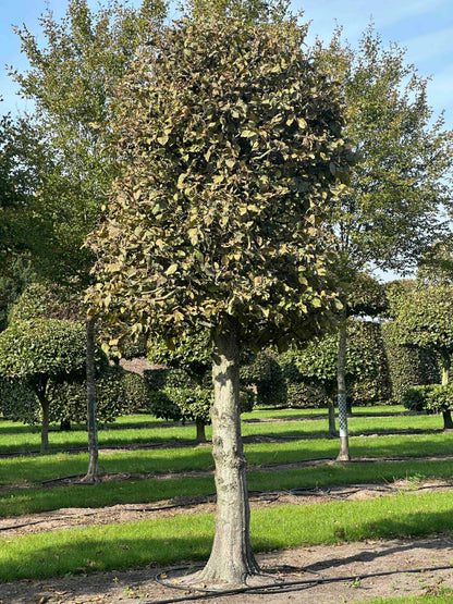 CB TOPIARY #135