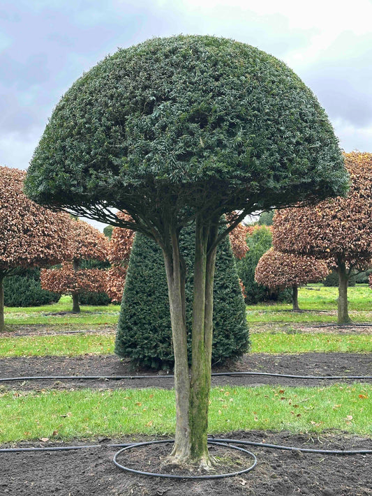 TB TOPIARY #388