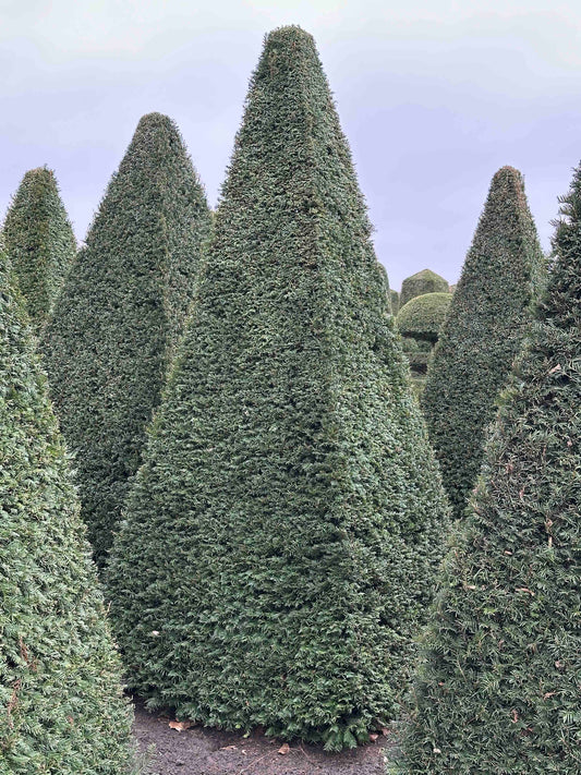 TB TOPIARY #239