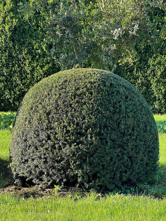 TB TOPIARY #060