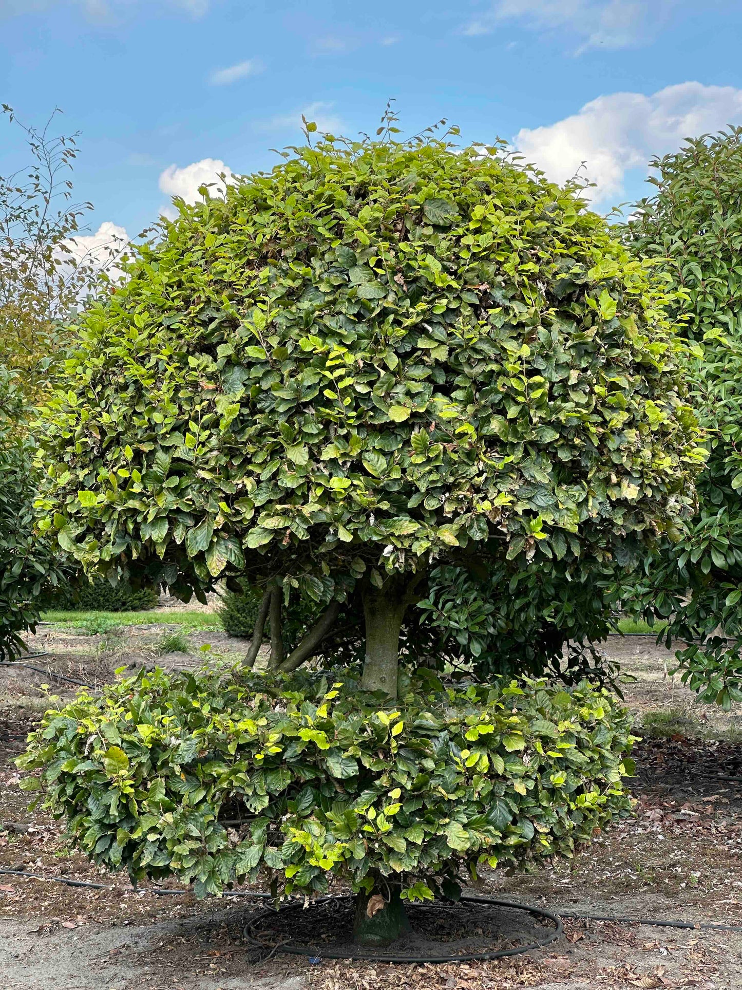 FS TOPIARY #171