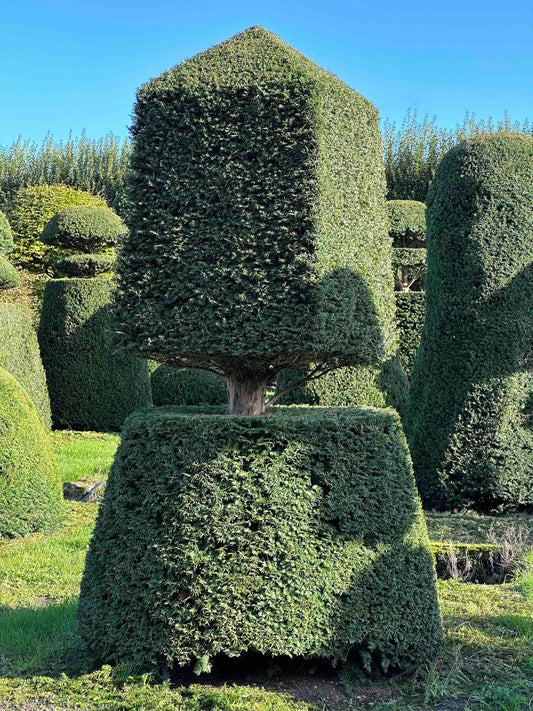 TB TOPIARY #017