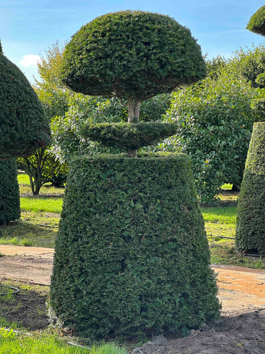 TB TOPIARY #294