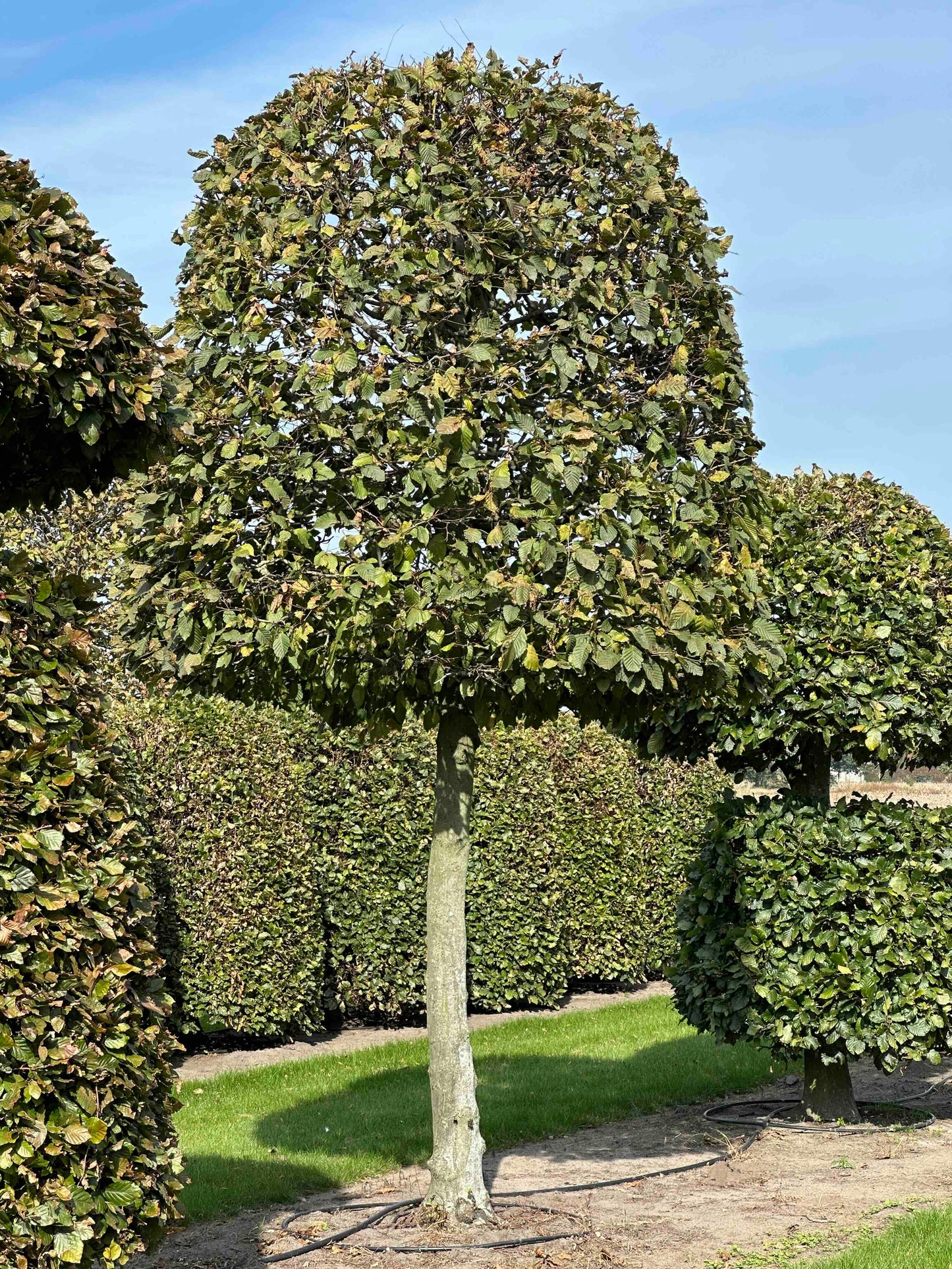 CB TOPIARY #144