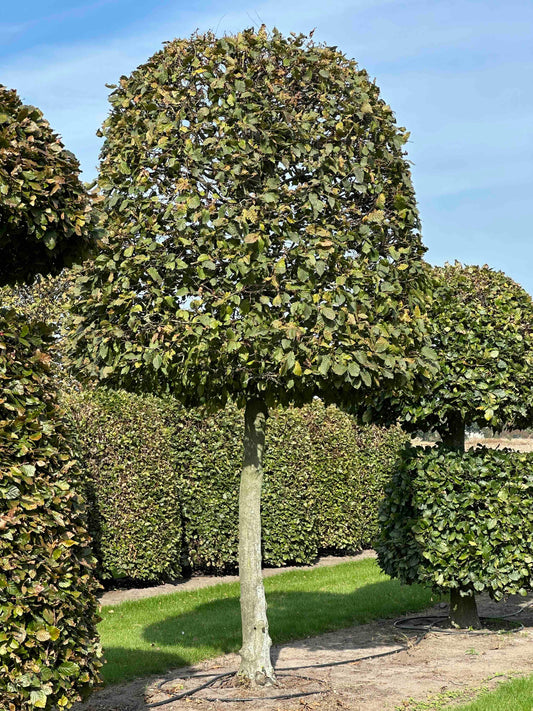 CB TOPIARY #144