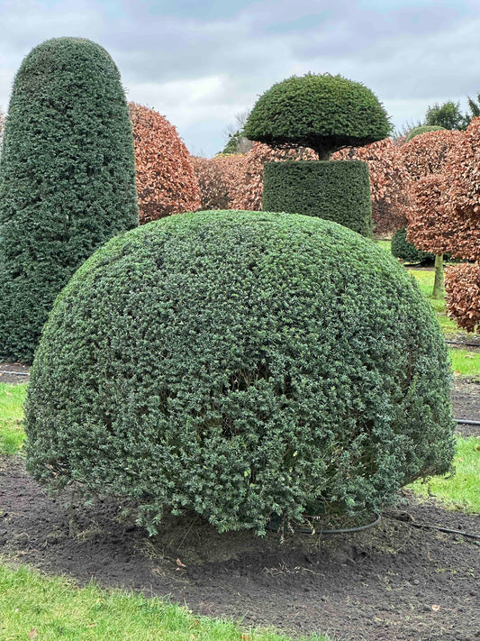 TB TOPIARY #394