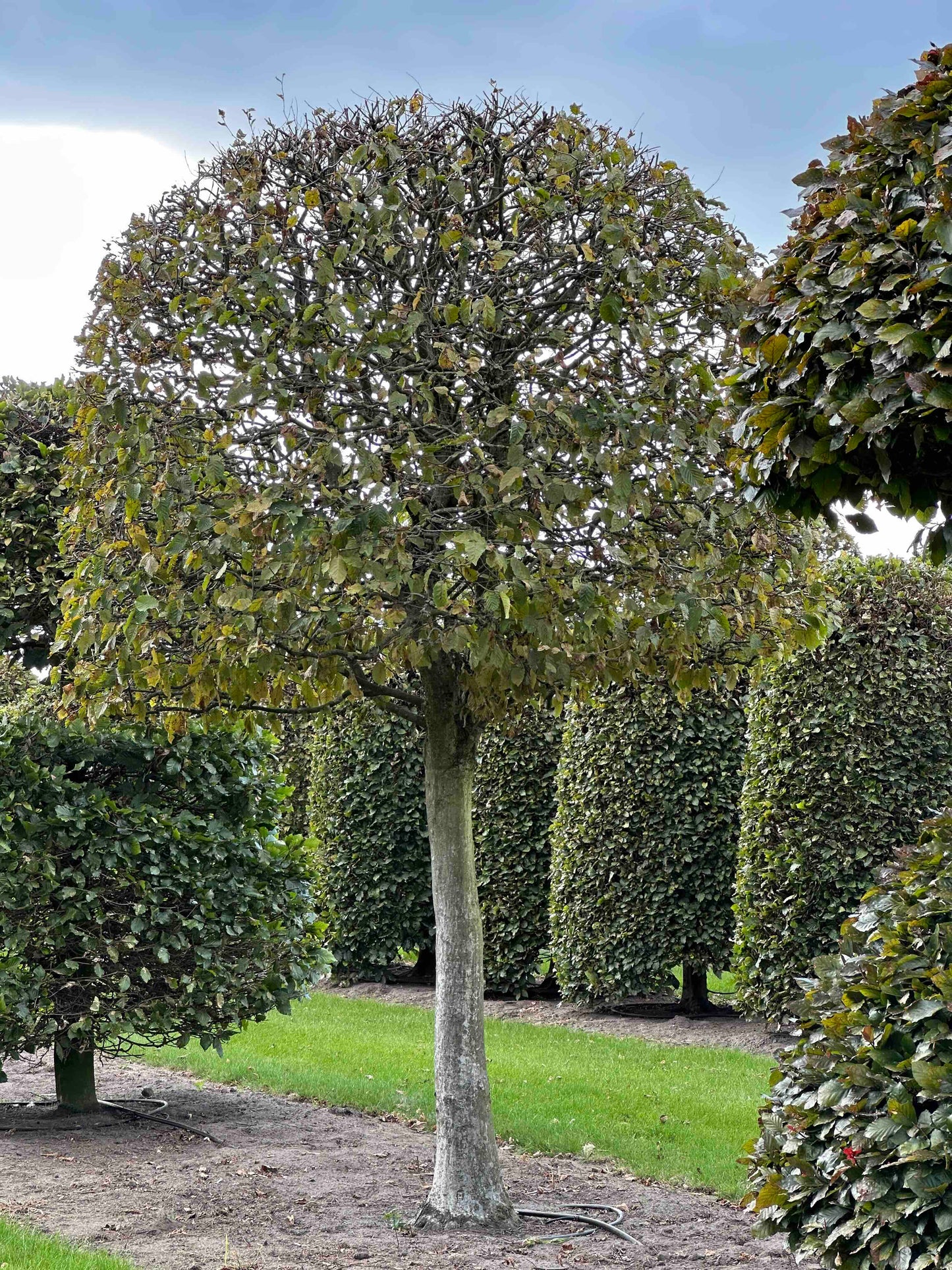 CB TOPIARY #147