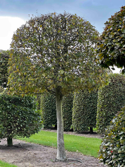 CB TOPIARY #147