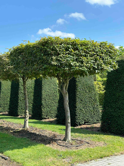 CB TOPIARY #021