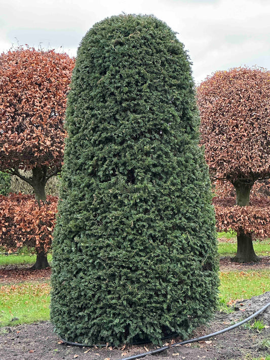 TB TOPIARY #364
