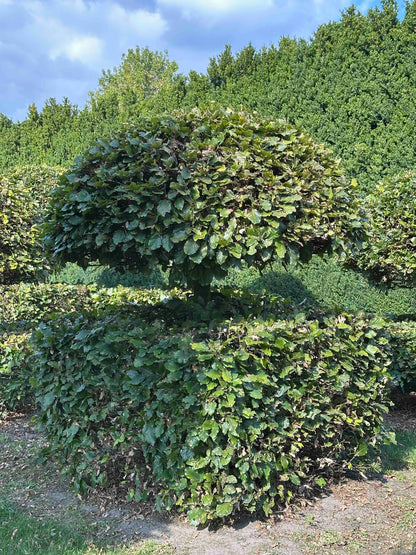 FS TOPIARY #062