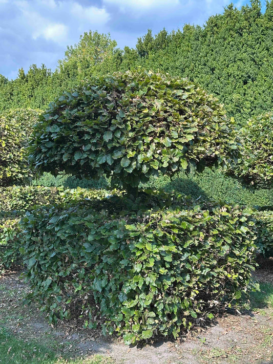 FS TOPIARY #062