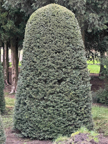 TB TOPIARY #404