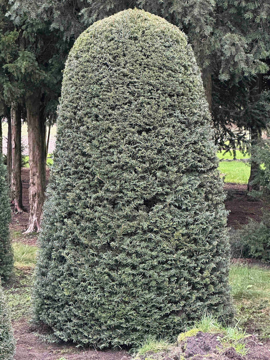 TB TOPIARY #404