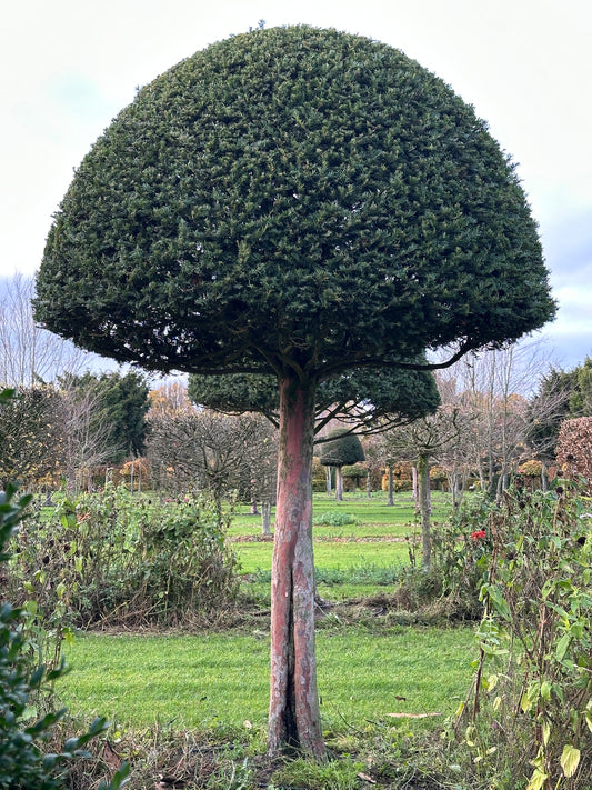 TB TOPIARY #595