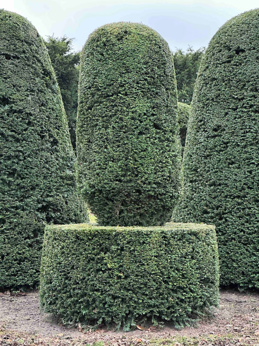 TB TOPIARY #432