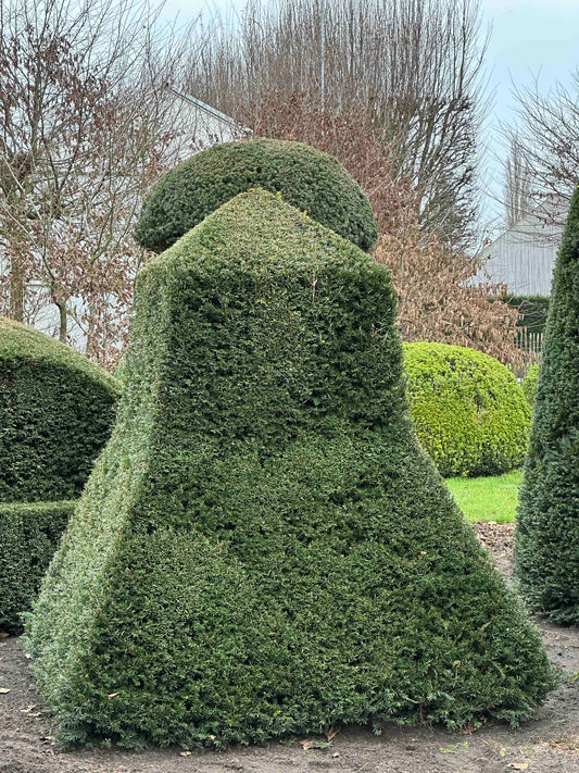 TB TOPIARY #428