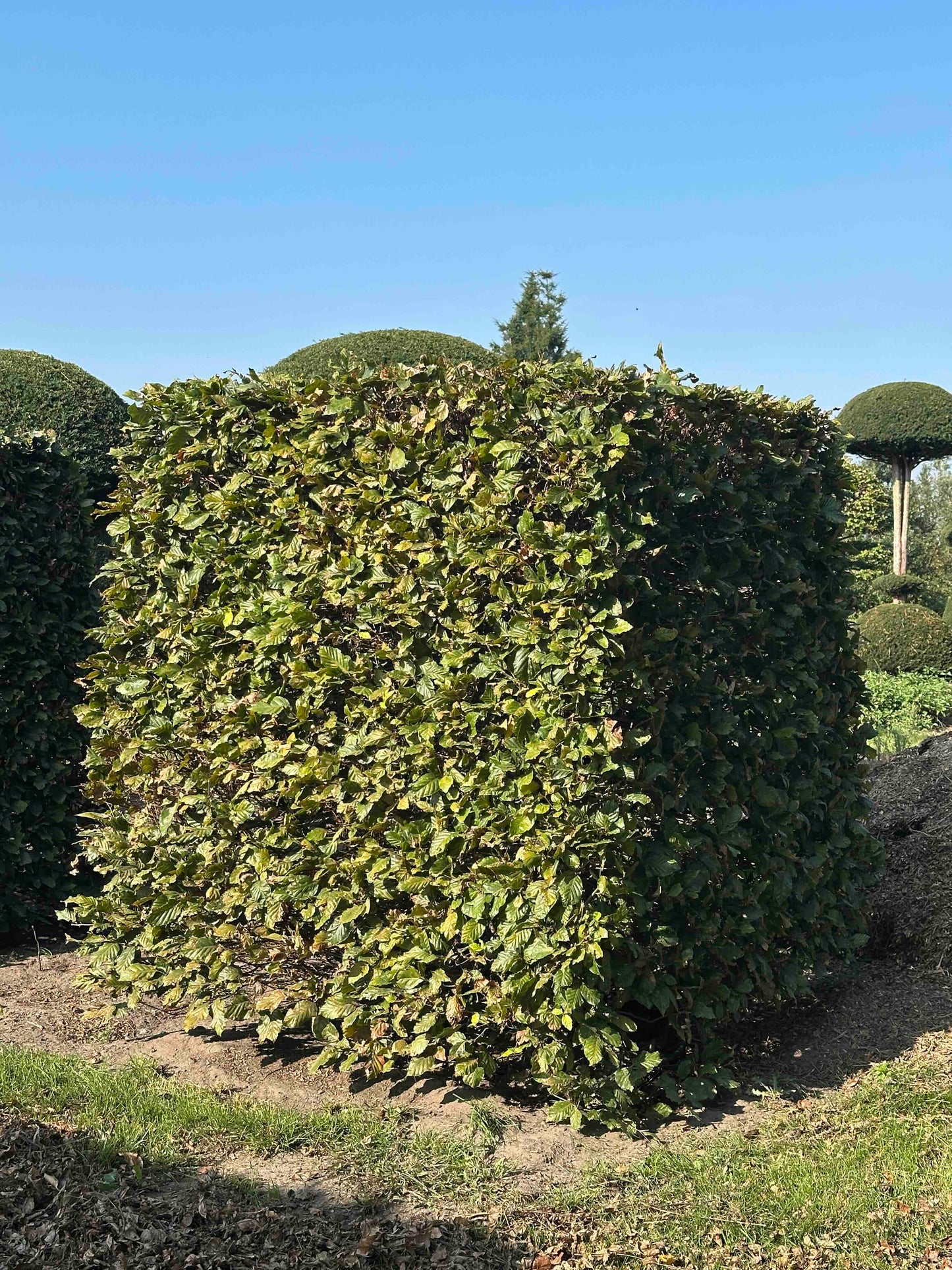 FS TOPIARY #026